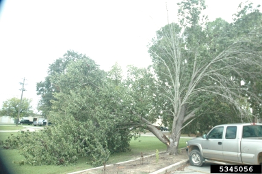 Callery pear (Bradford pear), Pyrus calleryana  (Rosales: Rosaceae) - 5345056