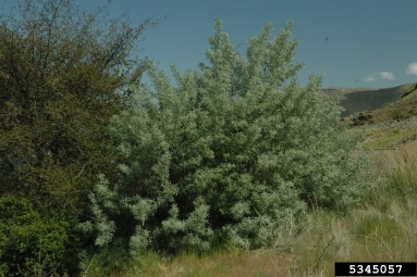 Russian-olive, Elaeagnus angustifolia  (Rhamnales: Elaeagnaceae) - 5345057