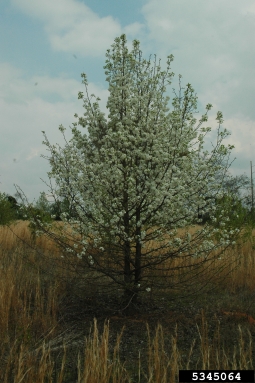 Callery pear (Bradford pear), Pyrus calleryana  (Rosales: Rosaceae) - 5345064