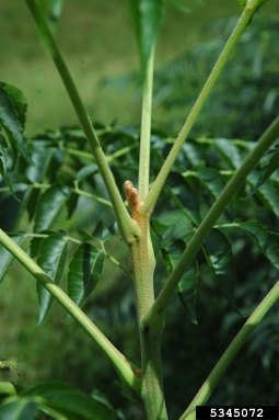 chinaberry, Melia azedarach  (Sapindales: Meliaceae) - 5345072