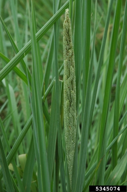tussock paspalum, Paspalum quadrifarium  (Cyperales: Poaceae) - 5345074