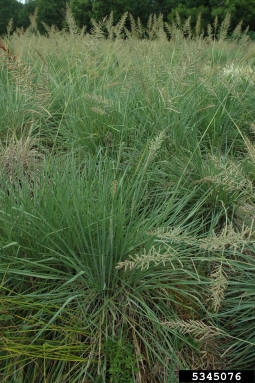 tussock paspalum, Paspalum quadrifarium  (Cyperales: Poaceae) - 5345076