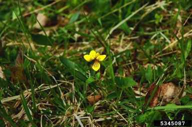 arctic yellow violet, Viola biflora  (Violales: Violaceae) - 5345087