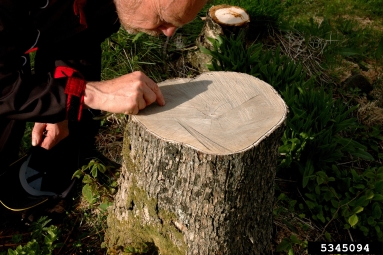 wych elm, Ulmus glabra  (Urticales: Ulmaceae) - 5345094