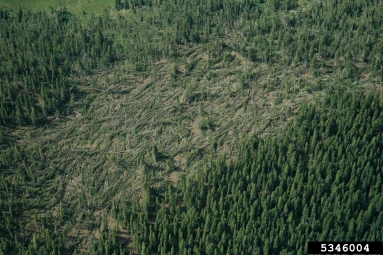 wind (  ) on Engelmann spruce (Picea engelmannii ) - 5346004