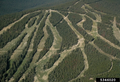 mountain pine beetle (Dendroctonus ponderosae ) on lodgepole pine (Pinus contorta ) - 5346020