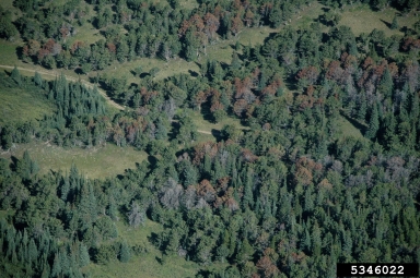 mountain pine beetle (Dendroctonus ponderosae ) on limber pine (Pinus flexilis ) - 5346022