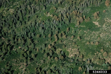 red belt abiotic damage (  ) on ponderosa pine (Pinus ponderosa ) - 5346033