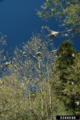western tent caterpillar (Malacosoma californicum ) on quaking aspen (Populus tremuloides ) - 5346048