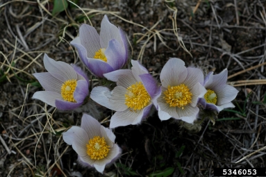 American pasqueflower, Pulsatilla patens  (Ranunculales: Ranunculaceae) - 5346053