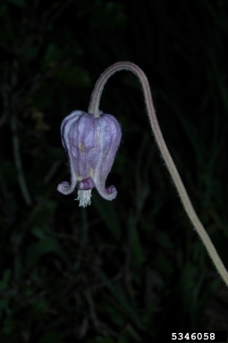 hairy clematis, Clematis hirsutissima  (Ranunculales: Ranunculaceae) - 5346058