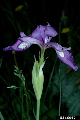 Rocky Mountain iris, Iris missouriensis  (Liliales: Iridaceae) - 5346067
