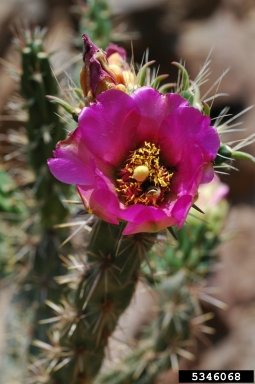 walkingstick cholla, Opuntia imbricata  (Caryophyllales: Cactaceae) - 5346068