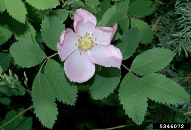 Woods' rose, Rosa woodsii  (Rosales: Rosaceae) - 5346072