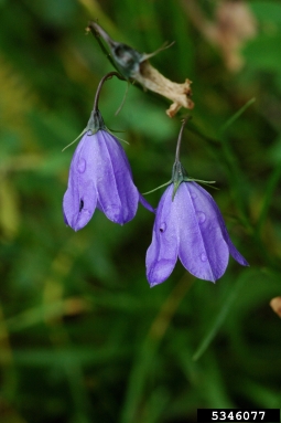 harebell, Campanula rotundifolia  (Campanulales: Campanulaceae) - 5346077