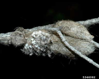 Douglas-fir tussock moth (Orgyia pseudotsugata ) on Douglas-fir (Pseudotsuga menziesii ) - 5346082