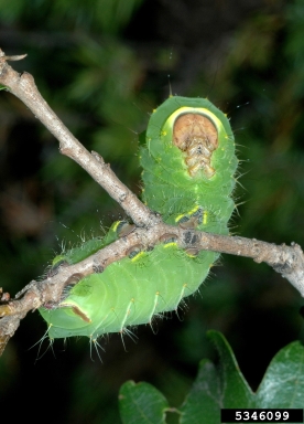 polyphemus moth (Antheraea polyphemus ) on Gambel oak (Quercus gambelii ) - 5346099
