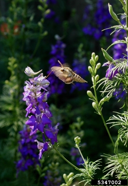 white-lined sphinx, Hyles lineata  (Lepidoptera: Sphingidae) - 5347002