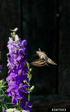 white-lined sphinx, Hyles lineata  (Lepidoptera: Sphingidae) - 5347003