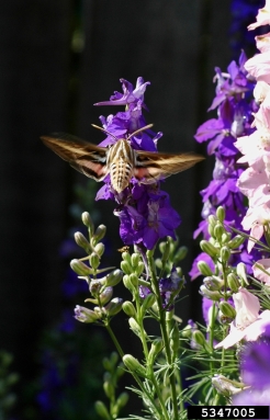 white-lined sphinx, Hyles lineata  (Lepidoptera: Sphingidae) - 5347005