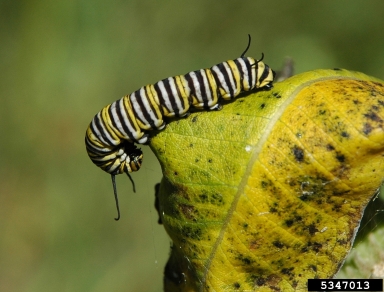monarch butterfly (Danaus plexippus ) on milkweed (Asclepias spp. ) - 5347013