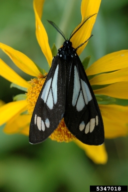 police car moth, Gnophaela vermiculata  (Lepidoptera: Arctiidae) - 5347018