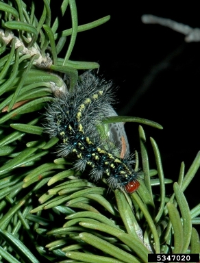 police car moth (Gnophaela vermiculata ) on subalpine fir (Abies lasiocarpa ) - 5347020