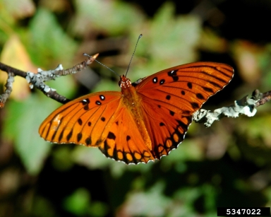 gulf fritillary, Agraulis vanillae  (Lepidoptera: Nymphalidae) - 5347022