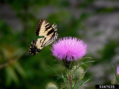 eastern tiger swallowtail (Papilio glaucus ) on thistle (Cirsium spp. ) - 5347035