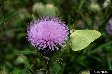 whites and sulfur butterfiles (  ) on thistle (Cirsium spp. ) - 5347036