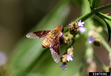 bee flies (Chrysanthrax spp. ) on Brazilian vervain (Verbena incompta ) - 5347090