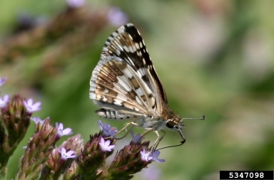 checkered skipper (Pyrgus communis ) on Brazilian vervain (Verbena incompta ) - 5347098