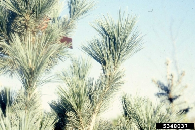 limber pine, Pinus flexilis  (Pinales: Pinaceae) - 5348037