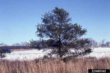 jack pine, Pinus banksiana  (Pinales: Pinaceae) - 5348042