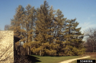 European larch, Larix decidua  (Pinales: Pinaceae) - 5348084