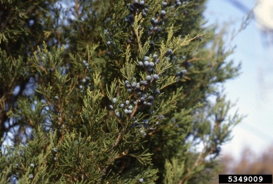 juniper, Juniperus spp.  (Pinales: Cupressaceae) - 5349009
