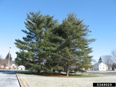 eastern white pine, Pinus strobus  (Pinales: Pinaceae) - 5349029