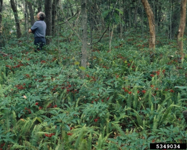 coral ardisia, Ardisia crenata  (Primulales: Myrsinaceae) - 5349034