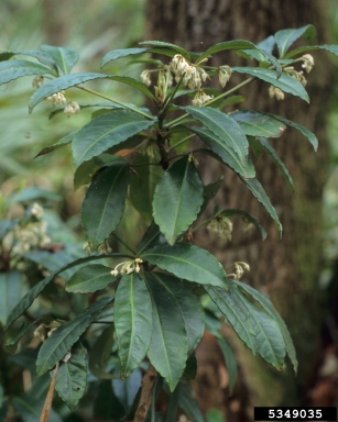 coral ardisia, Ardisia crenata  (Primulales: Myrsinaceae) - 5349035