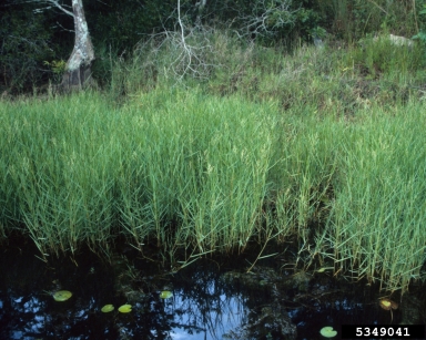 torpedograss, Panicum repens  (Cyperales: Poaceae) - 5349041