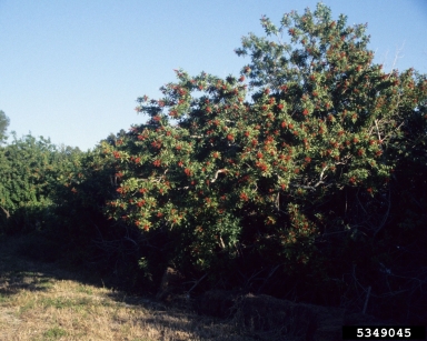 Brazilian peppertree, Schinus terebinthifolius  (Sapindales: Anacardiaceae) - 5349045