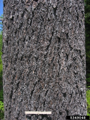 eastern white pine, Pinus strobus  (Pinales: Pinaceae) - 5349048