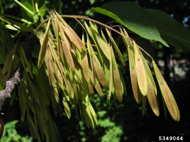 white ash, Fraxinus americana  (Scrophulariales: Oleaceae) - 5349064