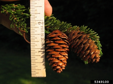 red spruce, Picea rubens  (Pinales: Pinaceae) - 5349100