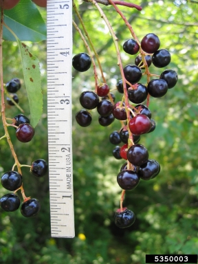 black cherry, Prunus serotina  (Rosales: Rosaceae) - 5350003
