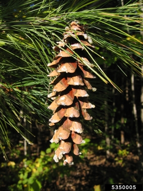 eastern white pine, Pinus strobus  (Pinales: Pinaceae) - 5350005