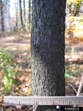 common chokecherry, Prunus virginiana  (Rosales: Rosaceae) - 5350013