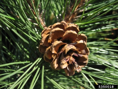 red pine, Pinus resinosa  (Pinales: Pinaceae) - 5350018