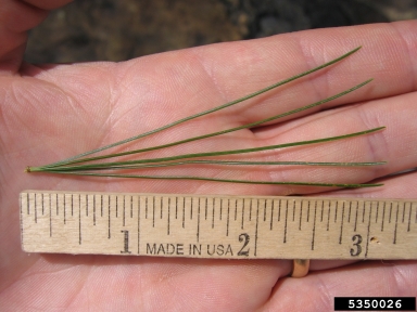 eastern white pine, Pinus strobus  (Pinales: Pinaceae) - 5350026
