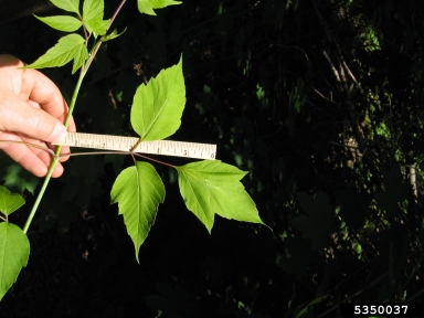 boxelder, Acer negundo  (Sapindales: Aceraceae) - 5350037